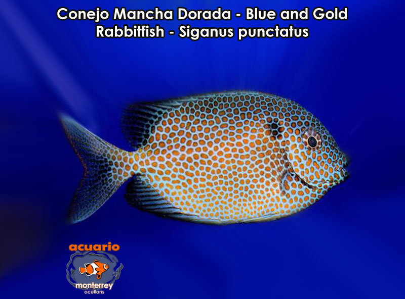 Conejo Mancha Dorada - Blue and Gold Rabbitfish - Siganus punctatus