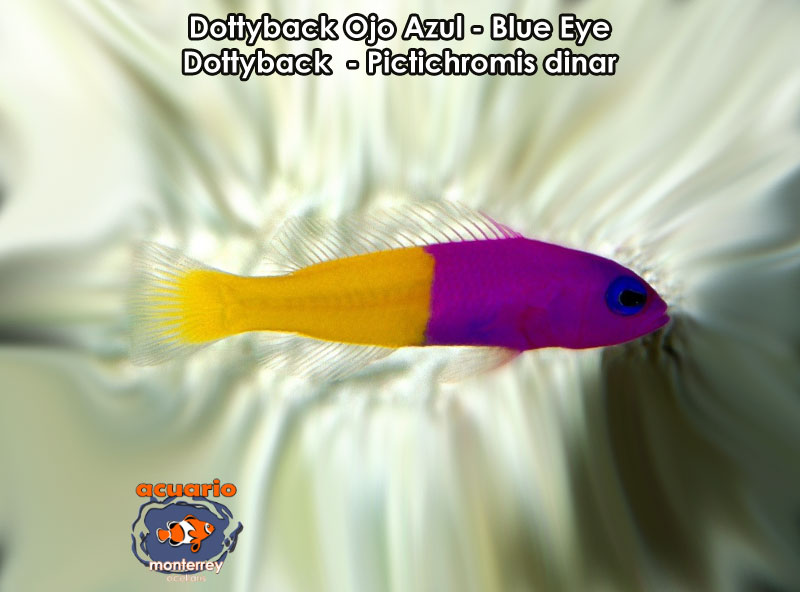 Dottyback Ojo Azul - Blue Eye Dottyback - Pictichromis dinar