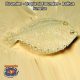 Flounder - Tropical Flounder - Bothus lunatus