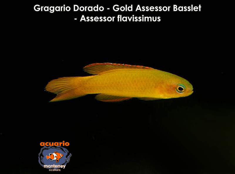 Gragario Dorado - Gold Assessor Basslet - Assessor flavissimus