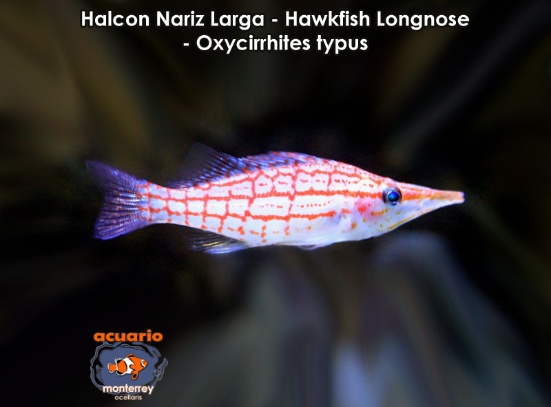 Halcon Nariz Larga - Hawkfish Longnose - Oxycirrhites typus