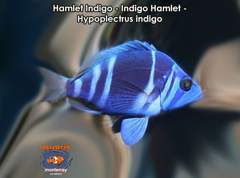 Hamlet Indigo - Indigo Hamlet - Hypoplectrus indigo