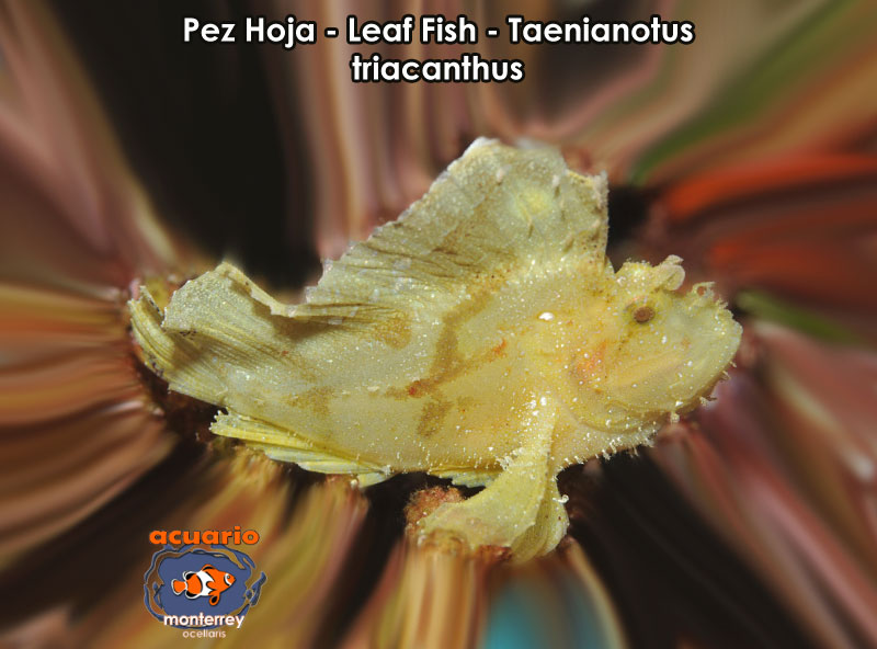 Pez Hoja - Leaf Fish - Taenianotus triacanthus