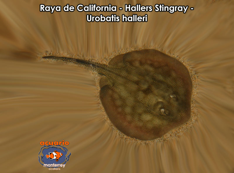 Raya de California - Hallers Stingray - Urobatis halleri