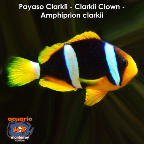 Payaso Clarkii - Clarkii Clown - Amphiprion clarkii