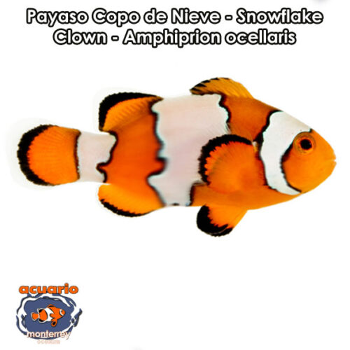 Payaso Copo de Nieve - Snowflake Clown - Amphiprion ocellaris