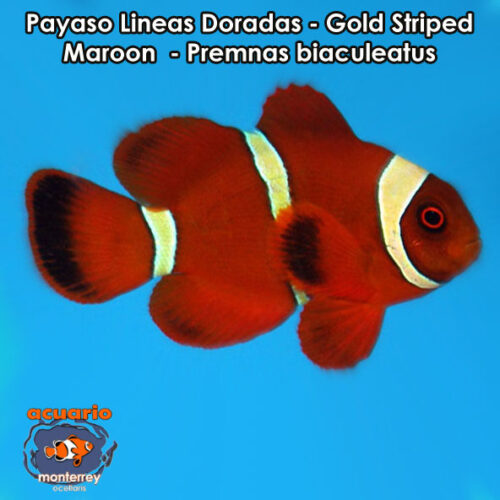 Payaso Lineas Doradas - Gold Striped Maroon - Premnas biaculeatus