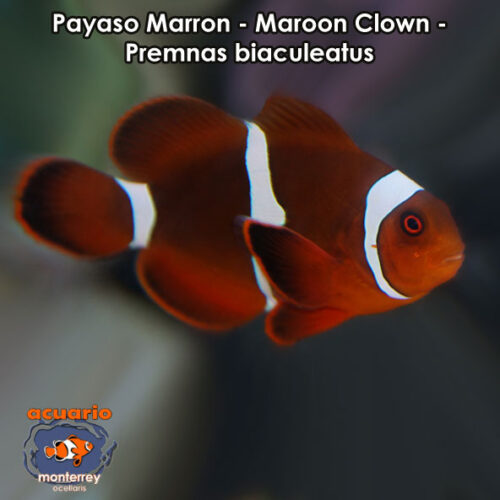 Payaso Marron - Maroon Clown - Premnas biaculeatus