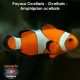 Payaso Ocellaris - Ocellaris - Amphiprion ocellaris