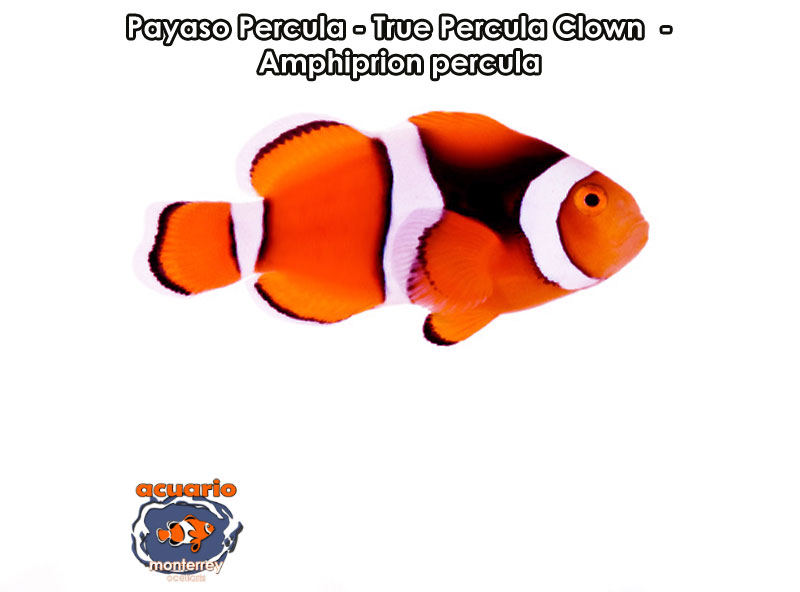 Payaso Percula - True Percula Clown - Amphiprion percula