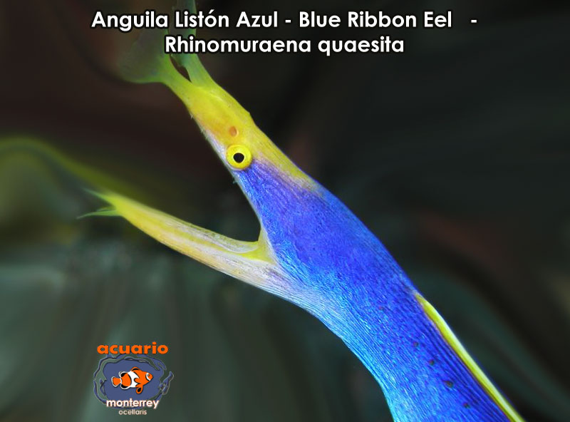 Anguila Liston Azul - Blue Ribbon Eel - Rhinomuraena quaesita