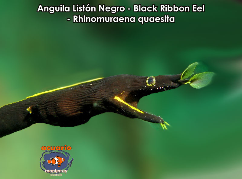 Anguila Liston Negro - Black Ribbon Eel - Rhinomuraena quaesita