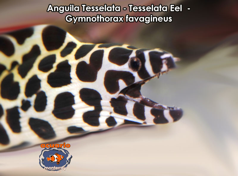 Anguila Tesselata - Tesselata Eel - Gymnothorax favagineus