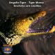 Anguila Tigre - Tiger Moray - Enchelycore anatina