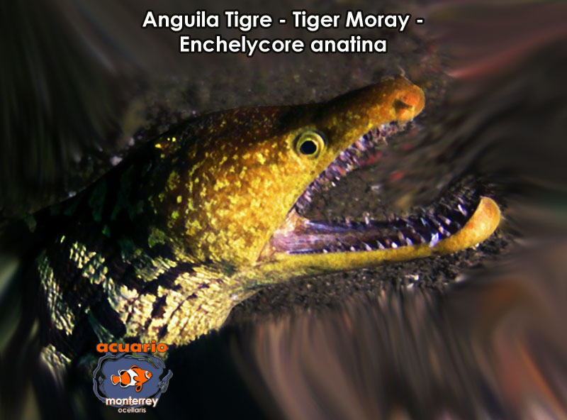 Anguila Tigre - Tiger Moray - Enchelycore anatina