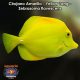 Cirujano Amarillo - Yellow Tang - Zebrasoma flavescens