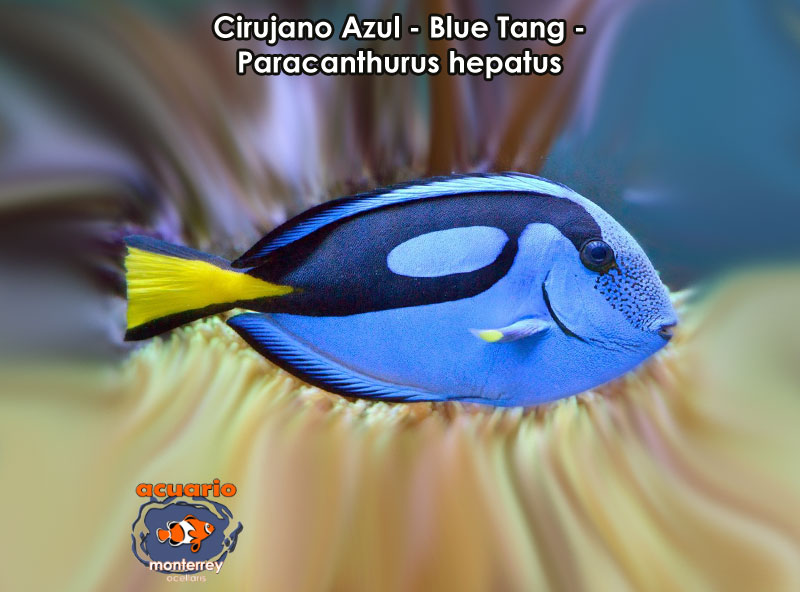 Cirujano Azul - Blue Tang - Paracanthurus hepatus