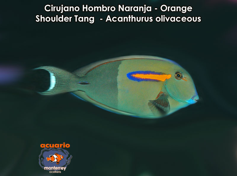 Cirujano Hombro Naranja - Orange Shoulder Tang - Acanthurus olivaceous