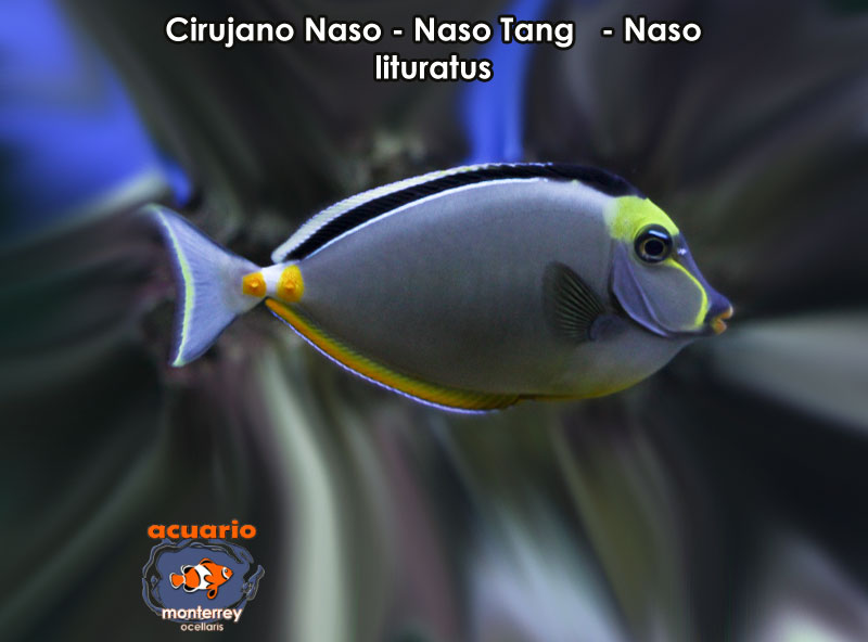 Cirujano Naso - Naso Tang - Naso lituratus