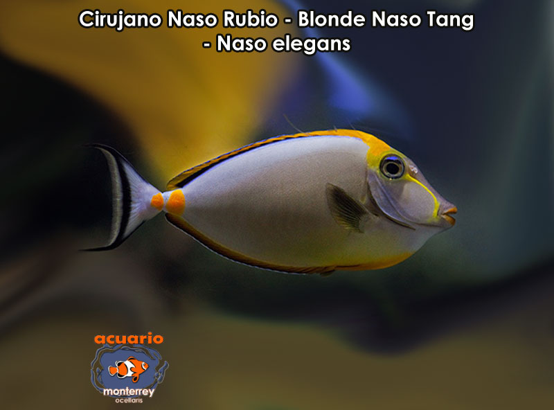 Cirujano Naso Rubio - Blonde Naso Tang - Naso elegans