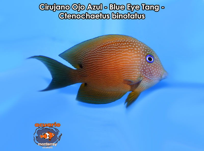 Cirujano Ojo Azul - Blue Eye Tang - Ctenochaetus binotatus