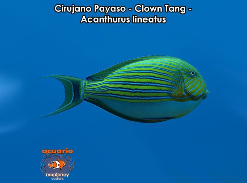 Cirujano Payaso - Clown Tang - Acanthurus lineatus