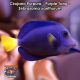 Cirujano Purpura - Purple Tang - Zebrasoma xanthurum