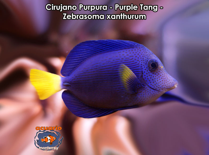 Cirujano Purpura - Purple Tang - Zebrasoma xanthurum