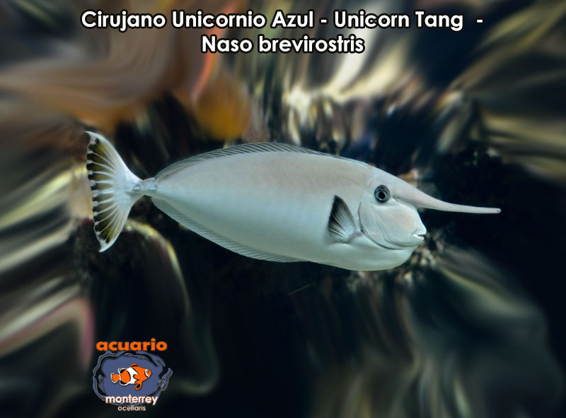 Cirujano Unicornio Azul - Unicorn Tang - Naso brevirostris