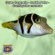 Globo Coronado - Saddle Puffer - Canthigaster coronata