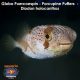 Globo Puercoespin - Porcupine Puffers - Diodon holocanthus