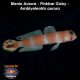 Blenio Aurora - Pinkbar Goby - Amblyeleotris aurora