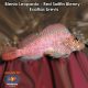 Blenio Leopardo - Red Sailfin Blenny - Exallias brevis