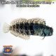 Blenio de Algas - Lawnmower Blenny - Salarias fasciatus