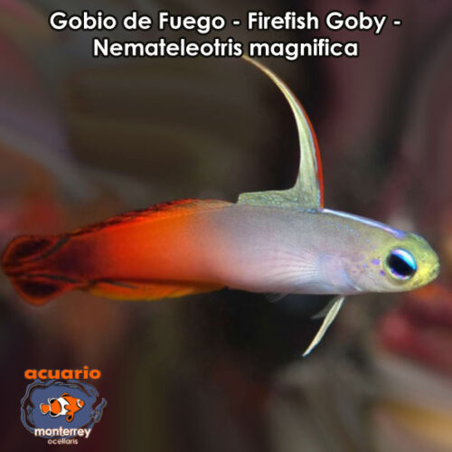 Gobio de Fuego - Firefish Goby - Nemateleotris magnifica