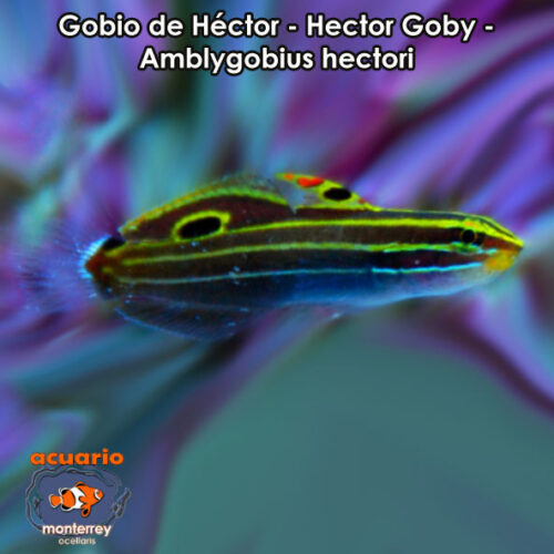 Gobio de Hector - Hector Goby - Amblygobius hectori