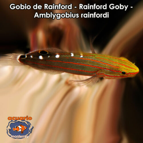 Gobio de Rainford - Rainford Goby - Amblygobius rainfordi