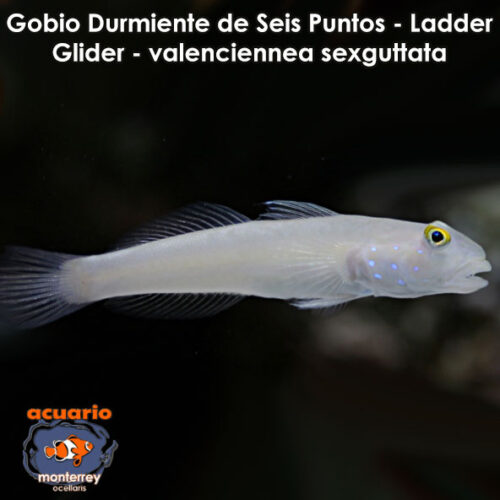 Gobio Durmiente de Seis Puntos - Ladder Glider - valenciennea sexguttata