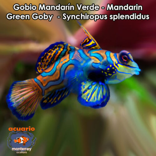 Gobio Mandarin Verde - Mandarin Green Goby - Synchiropus splendidus