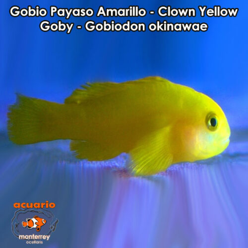 Gobio Payaso Amarillo - Clown Yellow Goby - Gobiodon okinawae