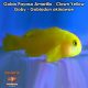 Gobio Payaso Amarillo - Clown Yellow Goby - Gobiodon okinawae