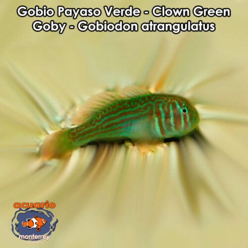 Gobio Payaso Verde - Clown Green Goby - Gobiodon atrangulatus