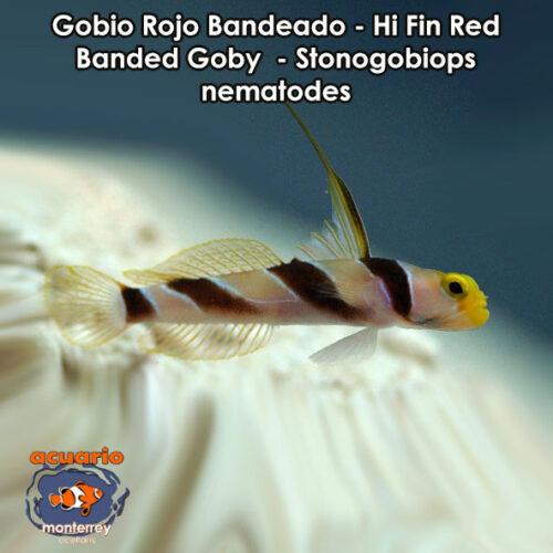 Gobio Rojo Bandeado - Hi Fin Red Banded Goby - Stonogobiops nematodes