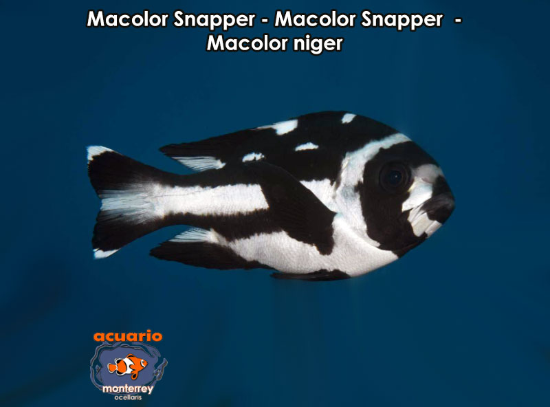 Macolor Snapper - Macolor Snapper - Macolor niger