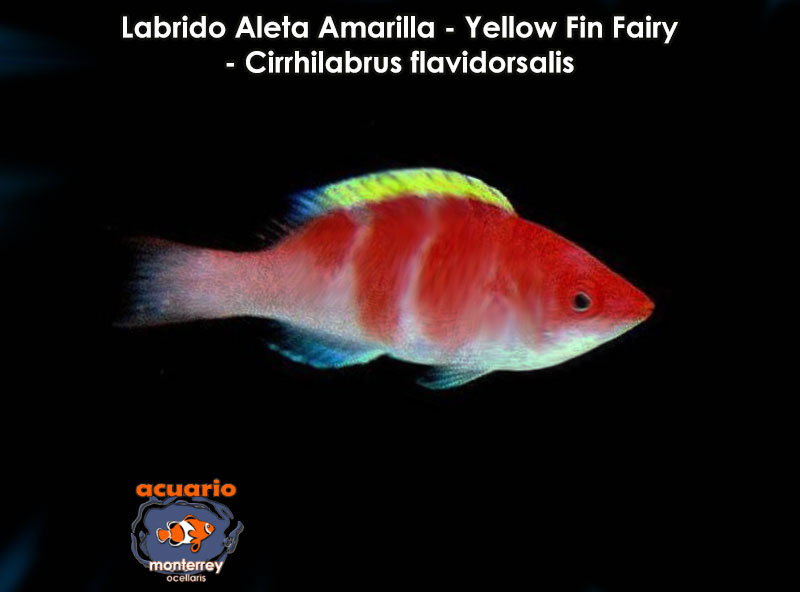 Labrido Aleta Amarilla - Yellow Fin Fairy - Cirrhilabrus flavidorsalis