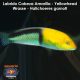 Labrido Cabeza Amarilla - Yellowhead Wrasse - Halichoeres garnoti