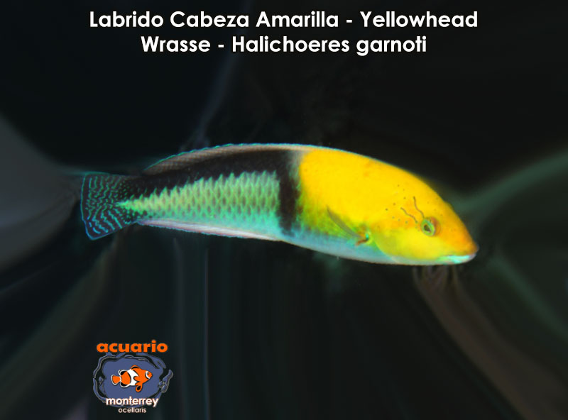 Labrido Cabeza Amarilla - Yellowhead Wrasse - Halichoeres garnoti