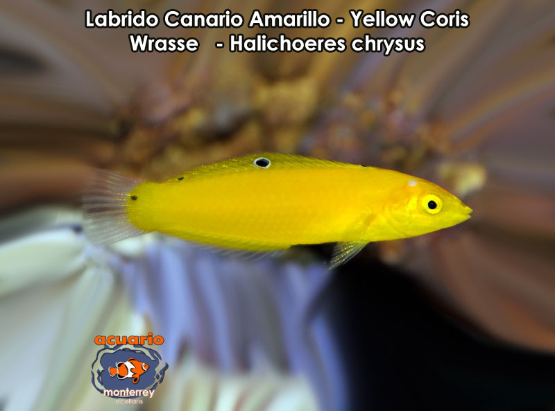 Labrido Canario Amarillo - Yellow Coris Wrasse - Halichoeres chrysus