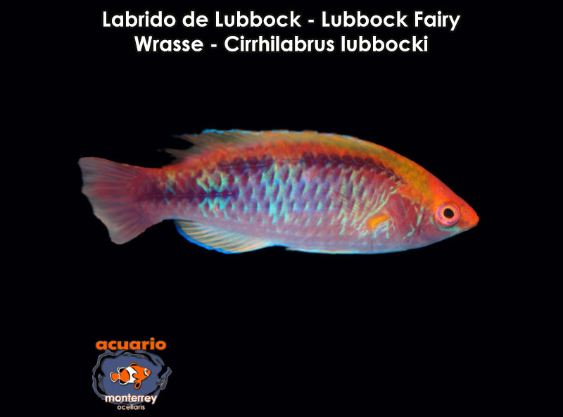 Labrido de Lubbock - Lubbock Fairy Wrasse - Cirrhilabrus lubbocki