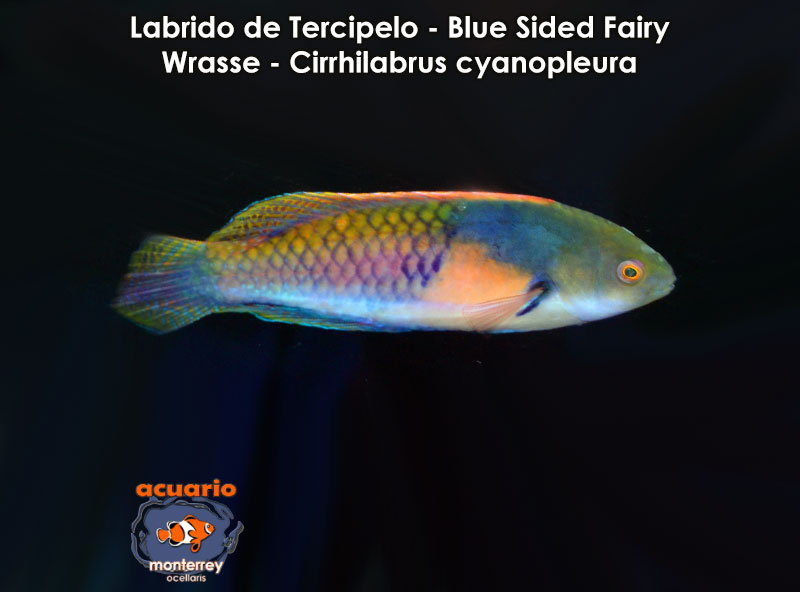 Labrido de Tercipelo - Blue Sided Fairy Wrasse - Cirrhilabrus cyanopleura